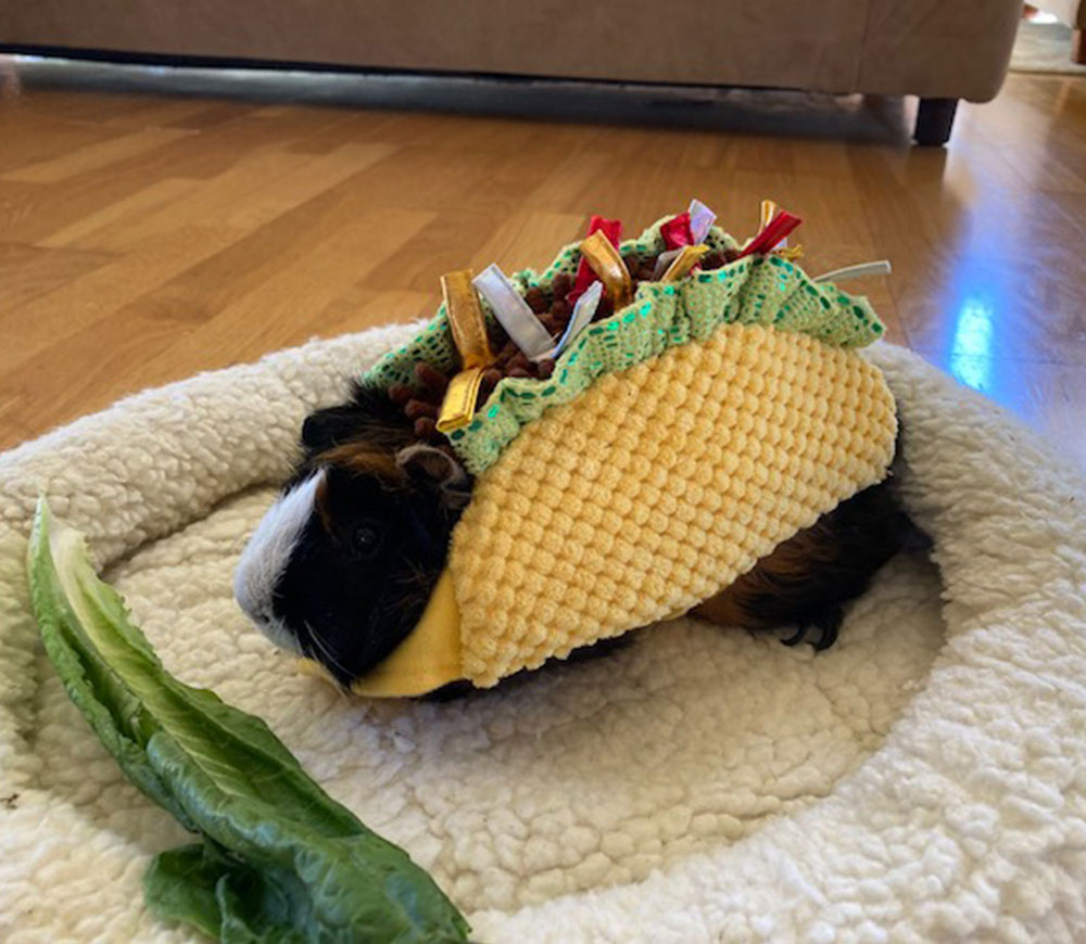 Home Longmont Veterinary Urgent Care