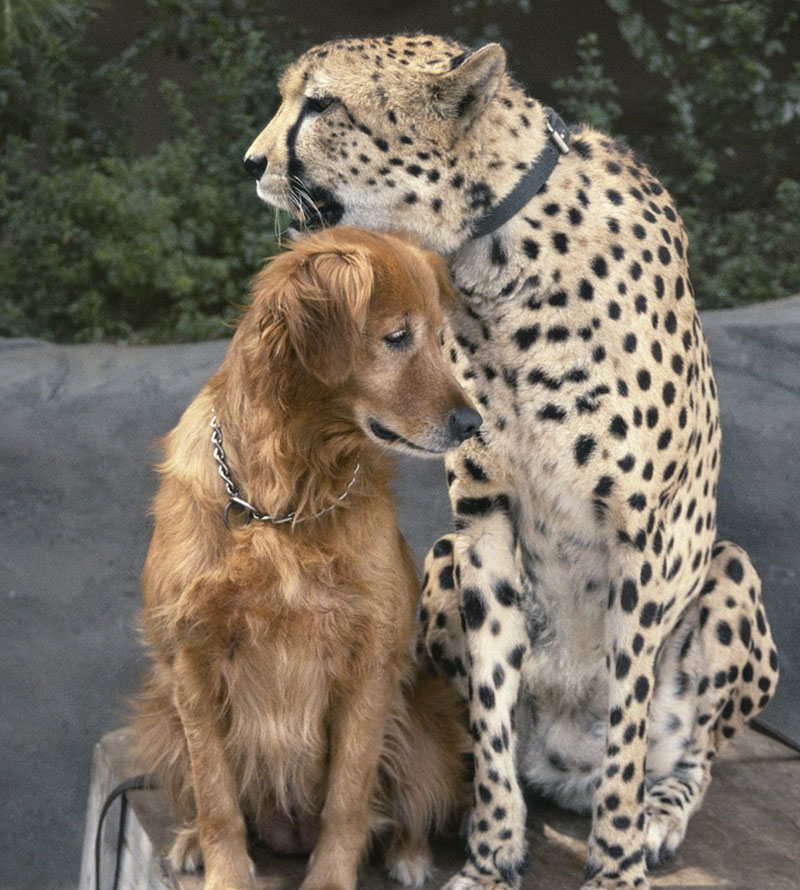 Home Longmont Veterinary Urgent Care